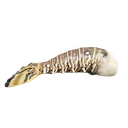 Frozen Retail Lobster Tail /kg Gross Weight by weight | 冰冻 零售 龙虾尾 /kg 含冰 毛重 称重