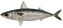 Star Pride Mackerel Scomb W/R 450/600g 1kg | Star Pride 大西洋鲭鱼 450/600g 1kg