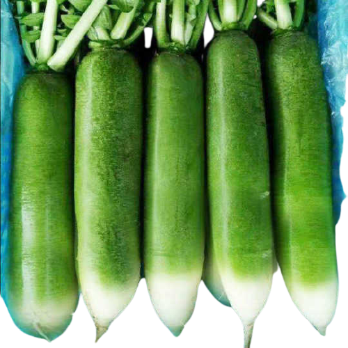 新鲜 青萝卜 1kg | Fresh Green Radish 1kg