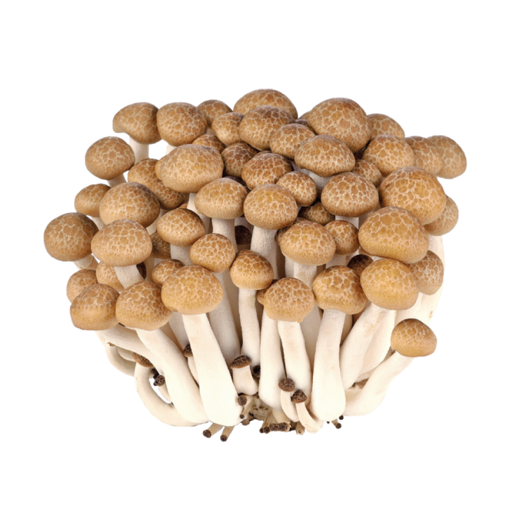 Tuore Ruskea Shimeji Sieni 新鲜 蟹味菇 150g