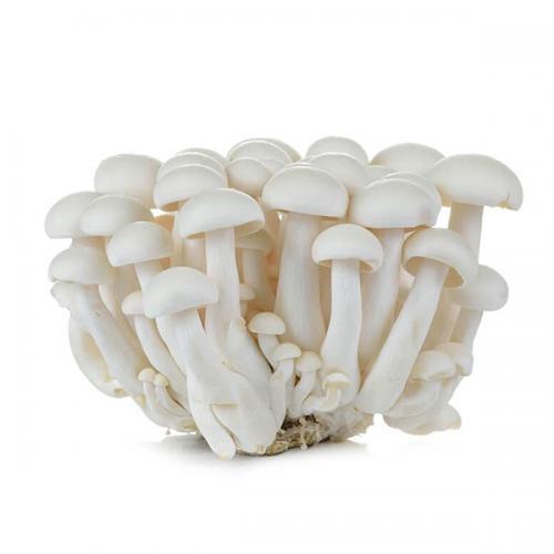 新鲜 白玉菇 150g | Fresh White Beech Mushroom (Shimeji) 150g
