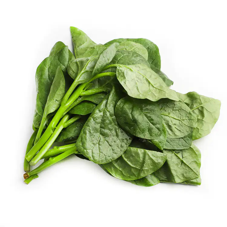 Tuore Sanchoi 1kg | 新鲜 木耳菜 1kg