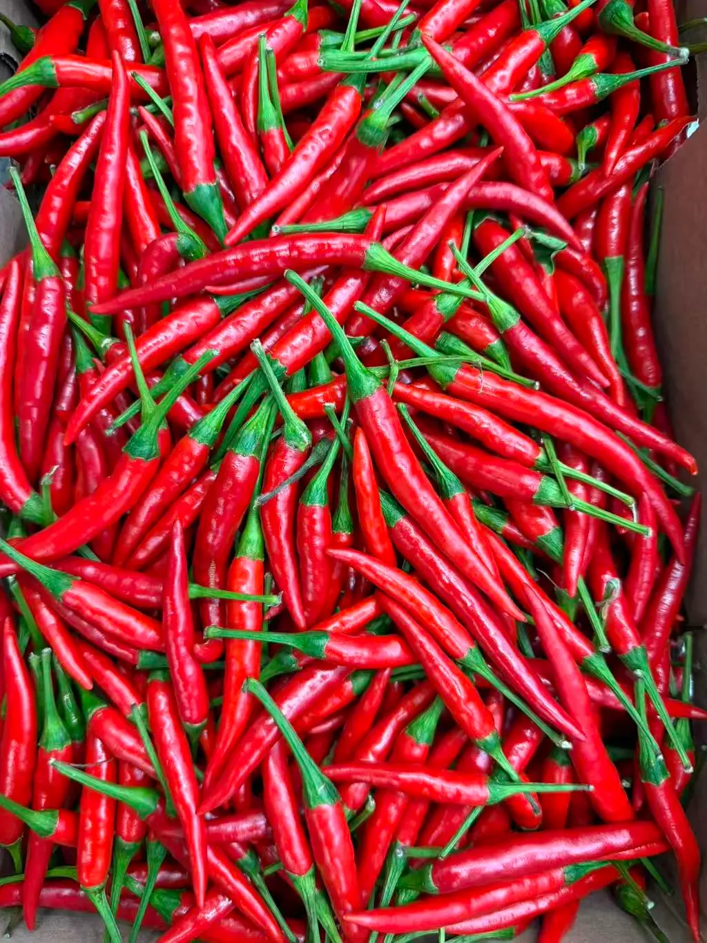 Fresh Red Chili Rawit 1kg | 新鲜 红色小米辣 1kg