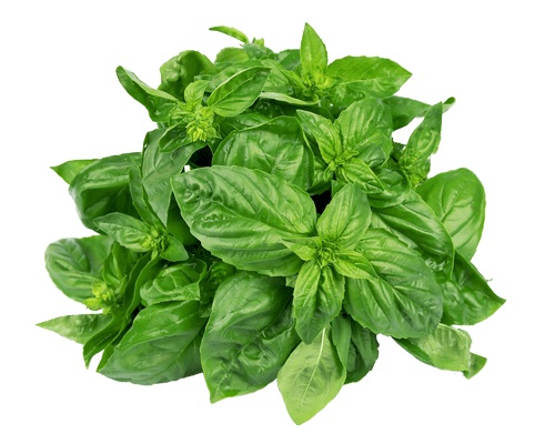 新鲜 圣罗勒 100g/把 | TH Krapao Leaf / Holy Basil 100g /PKT
