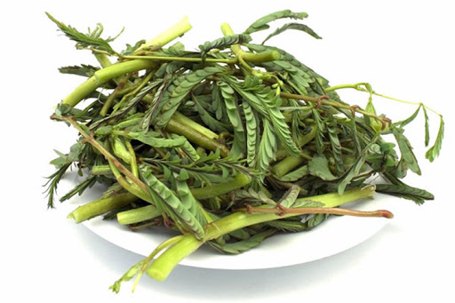 Water Mimosa 200g/PKT | 水含羞草200g / 把