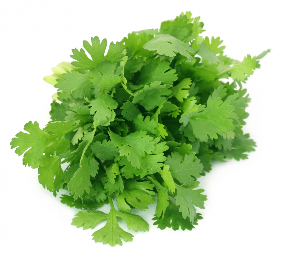Fresh Coriander 100g/Bag | 新鲜 香菜 100g/包