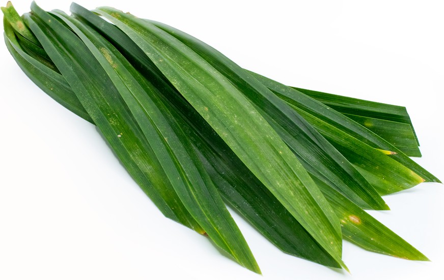 TH Pandan Leaf 100g/pkt | TH 新鲜斑兰叶 100g/pkt