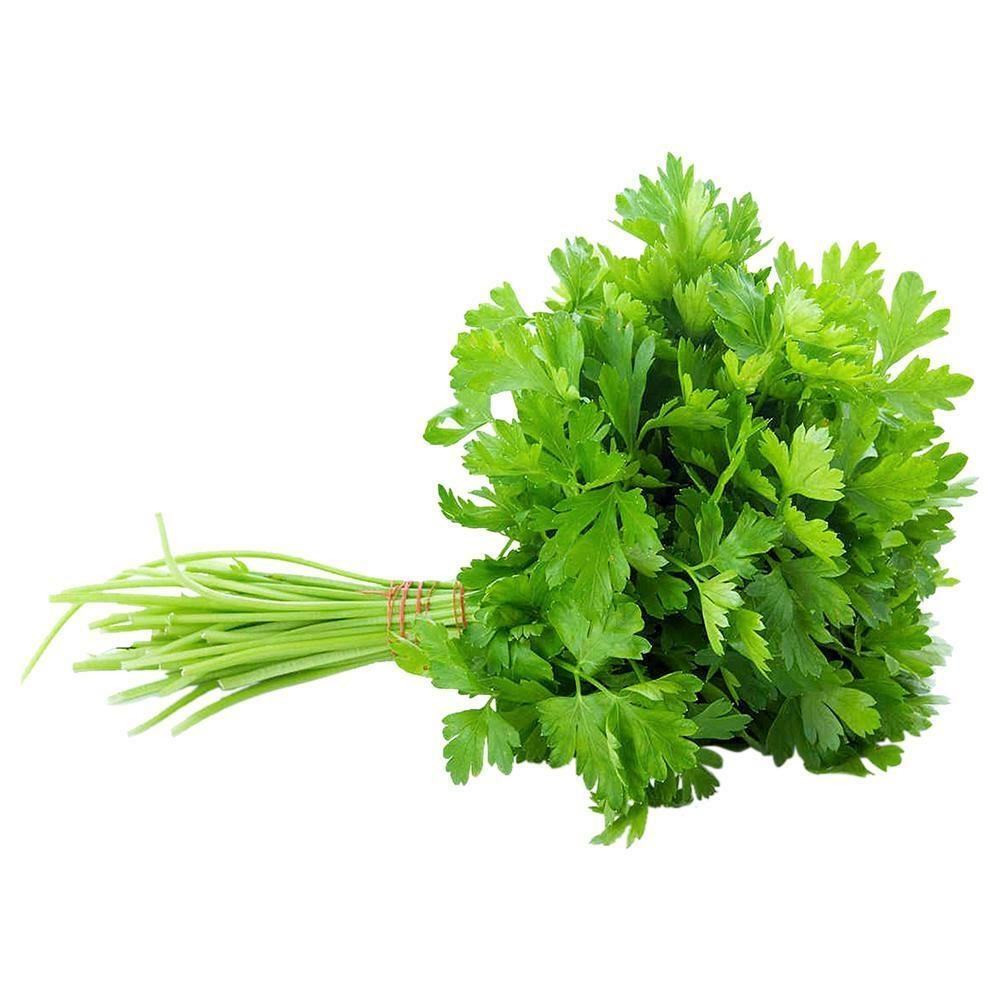 Tuore Korianteri 1KPL | 新鲜 香菜 1把