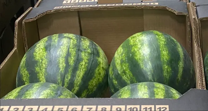 新鲜 西瓜 整箱 16kg/CTN | Fresh Watermelon 16kg/CTN