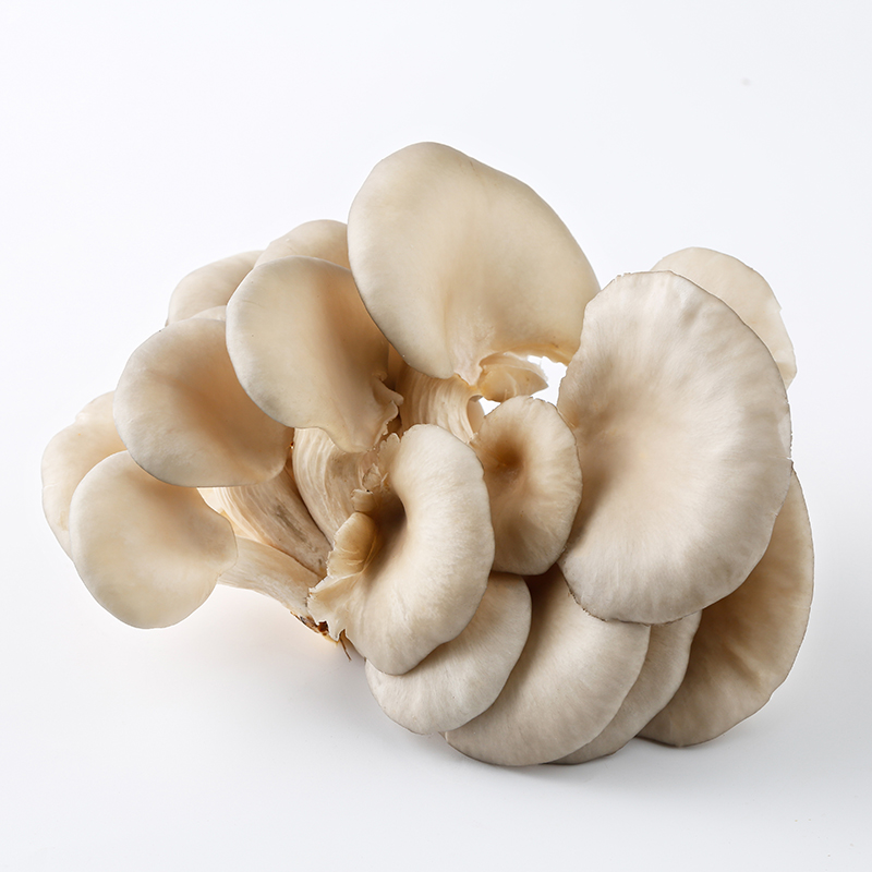 新鲜 平菇 200g/盒 | Fresh Oyster Mushroom 200g/PKT