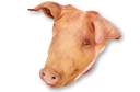 Pork Head /kg Gross Weight by weight | 猪头 /kg 含冰 毛重 称重